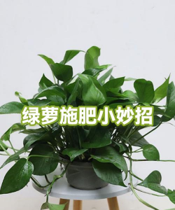 绿萝施什么肥料能长长 绿萝施什么肥料能长长