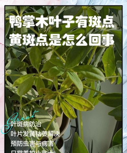 鸭脚木会有什么病虫害 鸭脚木会有什么病虫害