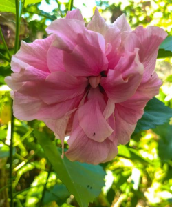 和扶桑花相似的花有哪些 和扶桑花相似的花有哪些