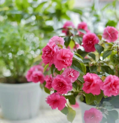 最不爱阳光的花有哪些花 最不爱阳光的花有哪些花