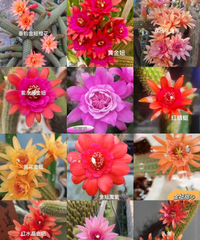 仙人球开花时有什么颜色 仙人球开花时有什么颜色