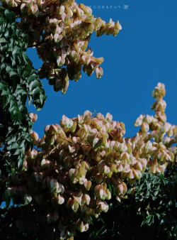 适合秋天赏的花有哪些花 适合秋天赏的花有哪些花