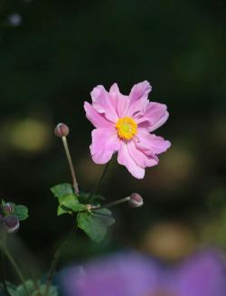 浅秋时节的花有哪些花 浅秋时节的花有哪些花