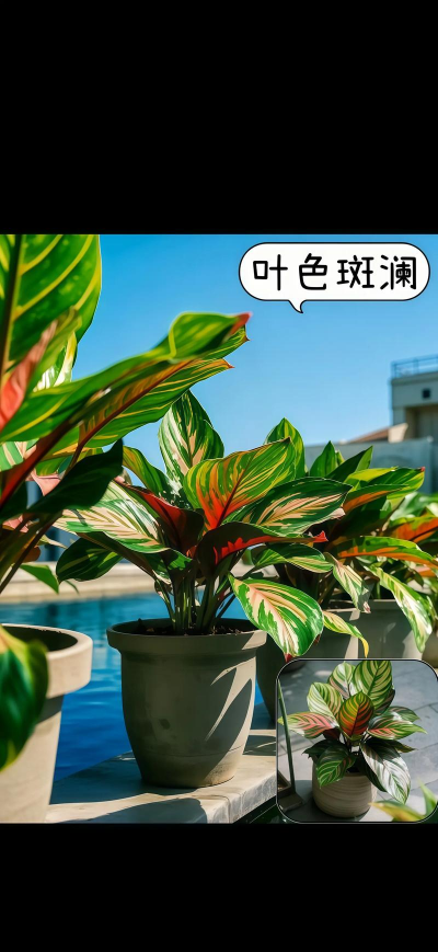 彩虹肖竹芋什么时候开花 彩虹肖竹芋什么时候开花