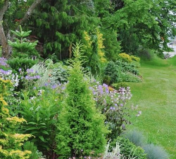 美观些的花境有哪些花 美观些的花境有哪些花