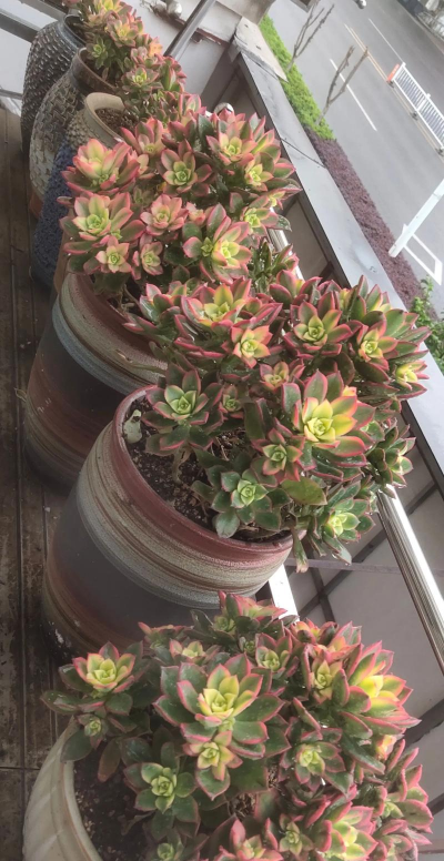 艳日辉适合用什么土 艳日辉适合用什么土