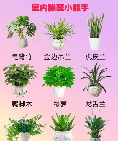 房间去异味种什么植物好 房间去异味种什么植物好