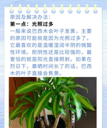 为什么巴西木叶子发黄 为什么巴西木叶子发黄