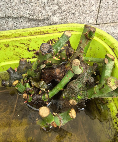 烂根发芽的花有哪些花 烂根发芽的花有哪些花