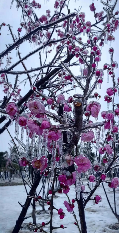 冬天冻死了的花有哪些花 冬天冻死了的花有哪些花