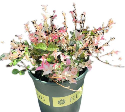 花叶络石为什么不变色 花叶络石为什么不变色