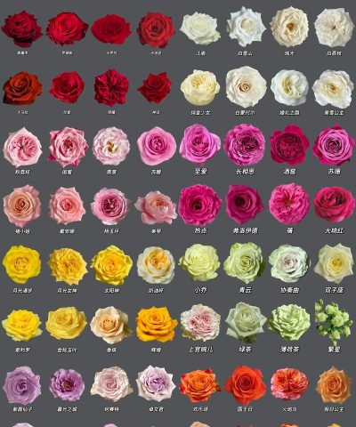 玫瑰什么月份开花季节 玫瑰什么月份开花季节