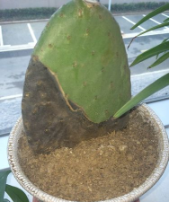 仙人掌为什么底部腐烂 仙人掌为什么底部腐烂