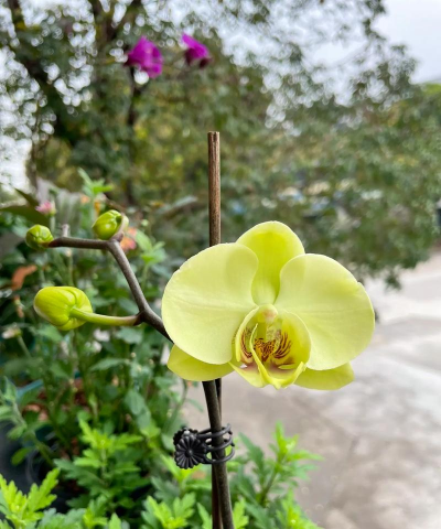 春天新绿色的花有哪些花 春天新绿色的花有哪些花