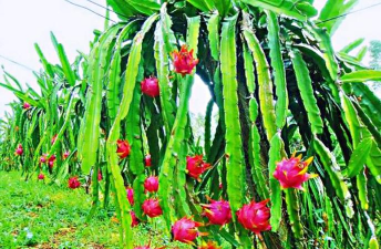 火龙果树长成什么样 火龙果树长成什么样