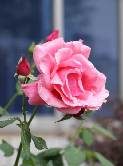 适合雨中养的花有哪些花 适合雨中养的花有哪些花