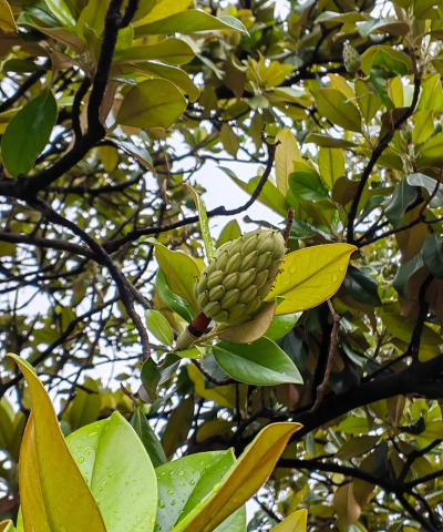 玉兰的果实有什么用 玉兰的果实有什么用