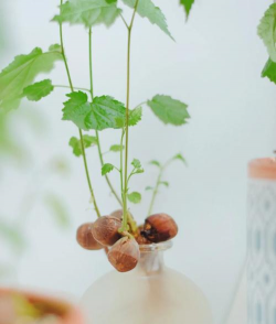 怎么种植榛子枝子 怎么种植榛子枝子