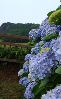 开在山城里的花有哪些花 开在山城里的花有哪些花
