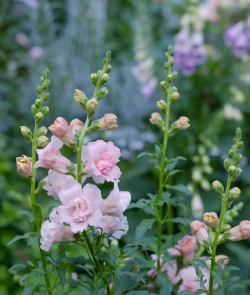 金鱼草是什么类植物 金鱼草是什么类植物