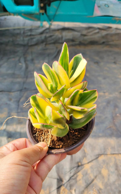 新花月锦用什么土种好 新花月锦用什么土种好