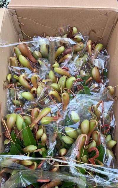 猪笼草要用什么土种植 猪笼草要用什么土种植