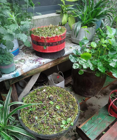 铜钱草为什么不能种院子 铜钱草为什么不能种院子