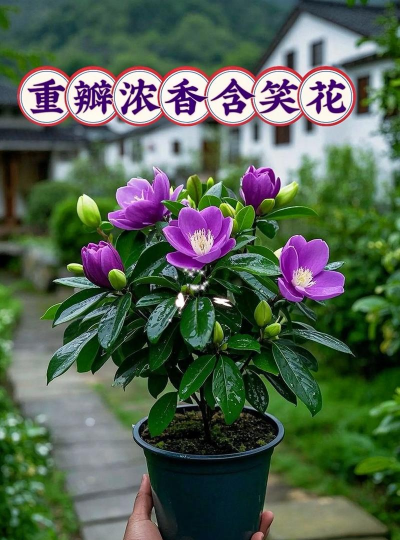 花有甜味的品种有哪些 花有甜味的品种有哪些