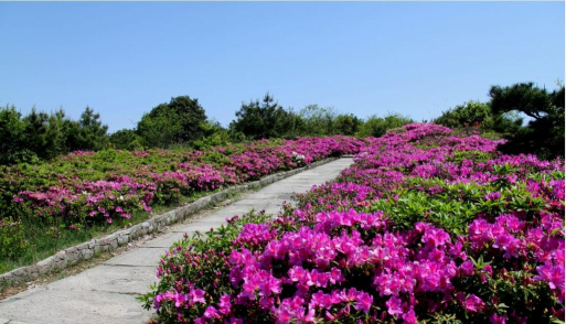 温岭有哪些有花的地方 温岭有哪些有花的地方