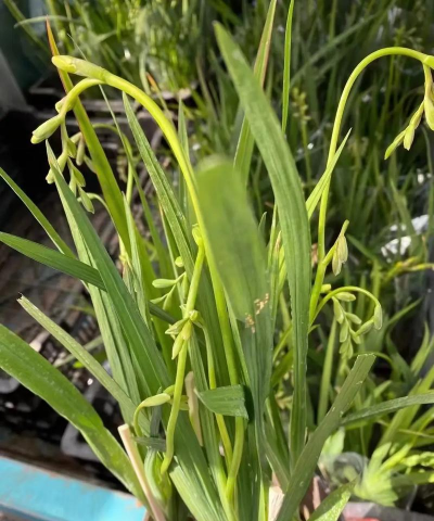 香雪兰施什么肥料好 香雪兰施什么肥料好