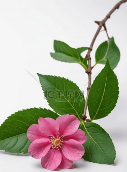 叶有颜色的花有哪些 叶有颜色的花有哪些