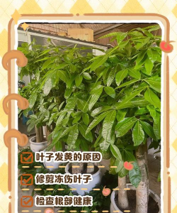 冬季发财树为什么黄叶 冬季发财树为什么黄叶