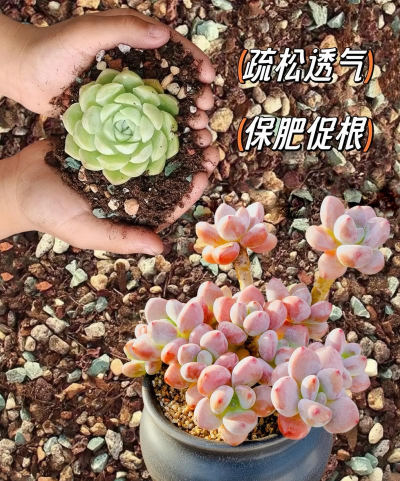 盆栽多肉植物用什么土壤 盆栽多肉植物用什么土壤