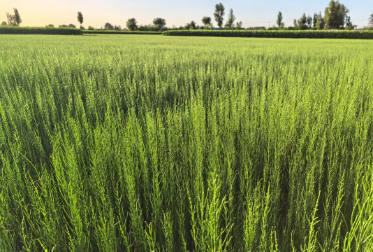 梭梭苗怎么种植 梭梭苗怎么种植