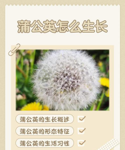 蒲公英种植怎么种 蒲公英种植怎么种