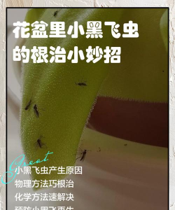 花里有虫子妙招有哪些 花里有虫子妙招有哪些
