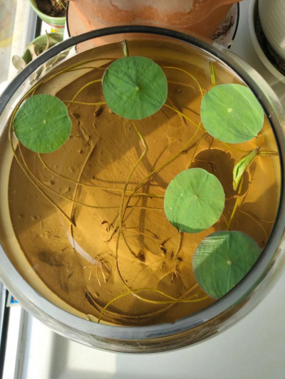 碗莲发芽是什么样 碗莲发芽是什么样