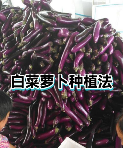 怎么种植萝卜白菜 怎么种植萝卜白菜