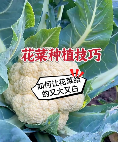 花菜要怎么种植 花菜要怎么种植