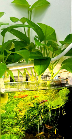 绿萝花盆可以养什么鱼 绿萝花盆可以养什么鱼