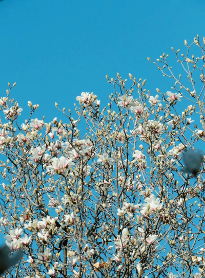 为什么玉兰花冬天开 为什么玉兰花冬天开