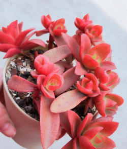 多肉火祭为什么不红 多肉火祭为什么不红