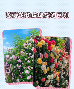 蔷薇花与什么花接近 蔷薇花与什么花接近