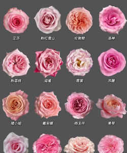 粉玫瑰花是什么品种 粉玫瑰花是什么品种