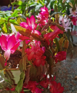 蟹爪兰什么地方有 蟹爪兰什么地方有