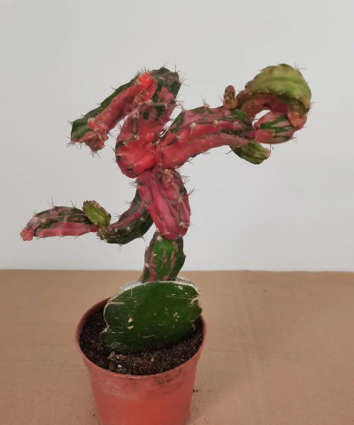 龙凤牡丹怎么种植 龙凤牡丹怎么种植