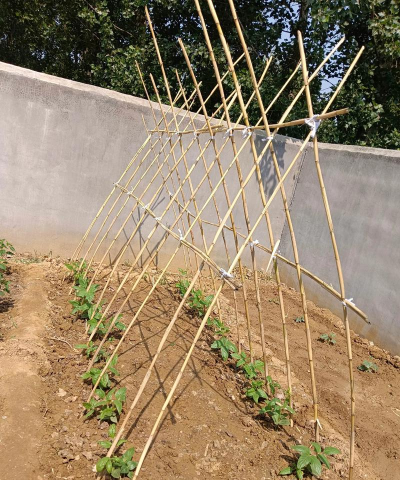 种植户怎么搭架 种植户怎么搭架