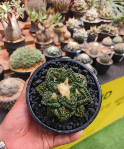 龟甲牡丹用什么土长得快 龟甲牡丹用什么土长得快