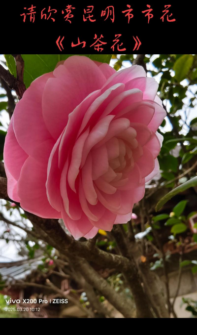 昆明市市花是什么花 昆明市市花是什么花