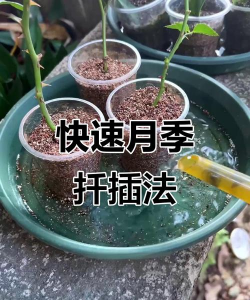 月季杆怎么种植 月季杆怎么种植